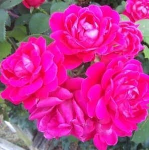 Meet your Posher, Marilyn